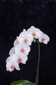 Phalaenopsis N.R. Sierra Vasquez AM/AOS 83 pts. Inflorescence